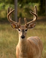 /album/photo-gallery-/elvisyearling-0058-pink-caddilac-jpg1/